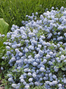 org:/gardening tips/Snoeiadvies/Overzichtspagina/Amerikaanse_sering.jpg